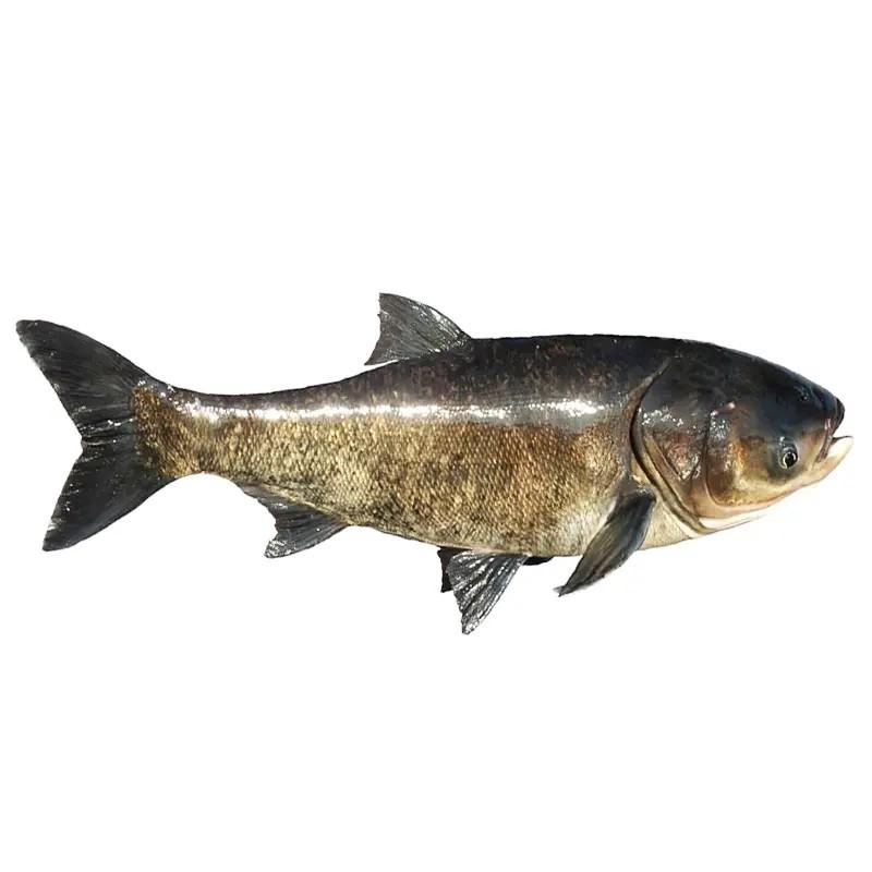 大头鱼1500g(±100g)