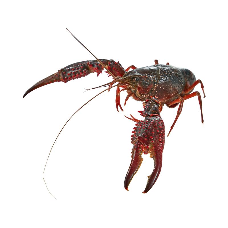 小龙虾500g(±50g)